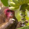 Orangutan-seen-treating-wound-with-medicinal-plant-in-world-first