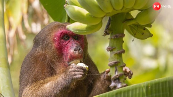 Orangutan-seen-treating-wound-with-medicinal-plant-in-world-first