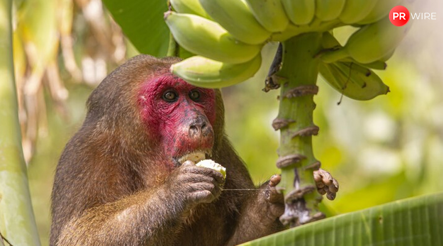 Orangutan-seen-treating-wound-with-medicinal-plant-in-world-first