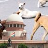 Supreme Court to hear stray dogs case today amid outrage over relocation order