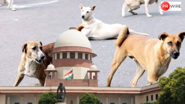 Supreme Court to hear stray dogs case today amid outrage over relocation order