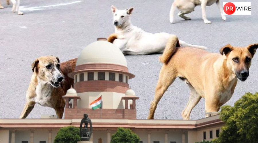 Supreme Court to hear stray dogs case today amid outrage over relocation order